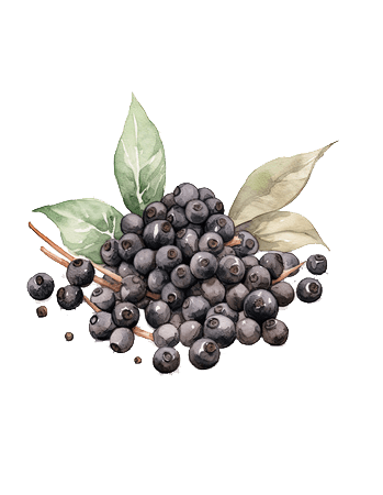 Botanical illustration representing caryophyllene