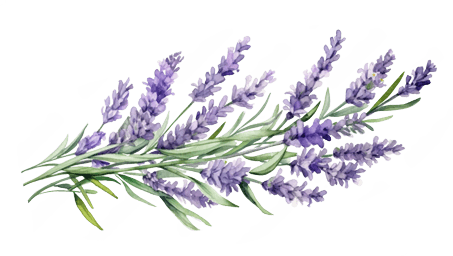 Botanical illustration for linalool reference