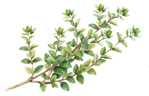 Botanical illustration representing terpinolene